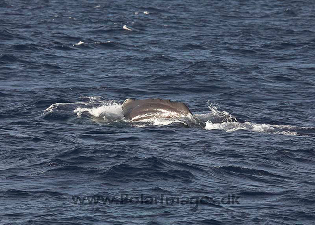 Sperm whale_MG_7997