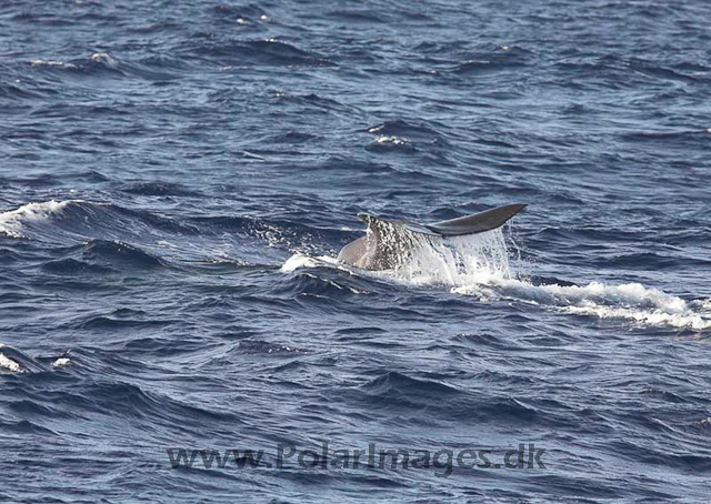 Sperm whale_MG_7999