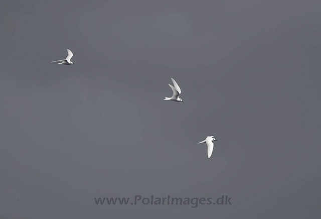 White terns_MG_3990