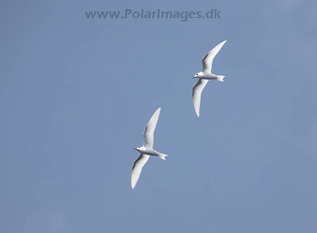 White terns_MG_8146