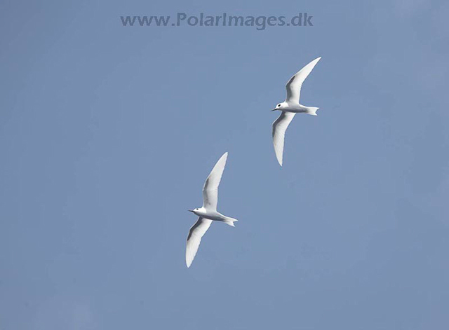 White terns_MG_8146