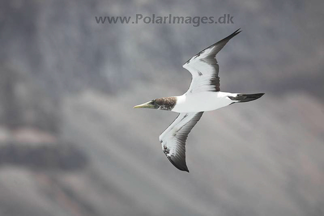 White terns_MG_8243