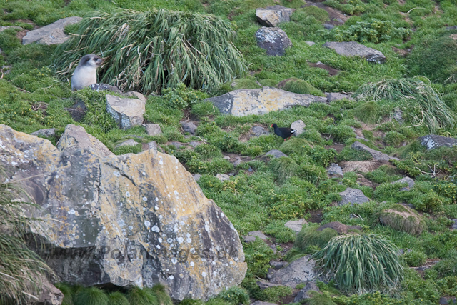 Gogh Moorhen, Gough Island-2541