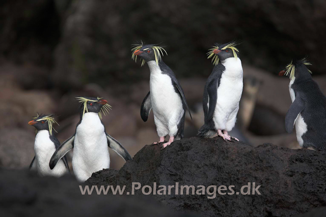 Northern Rockhopper - Gough_MG_1072