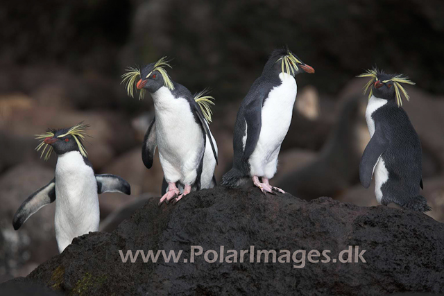 Northern Rockhopper - Gough_MG_1076