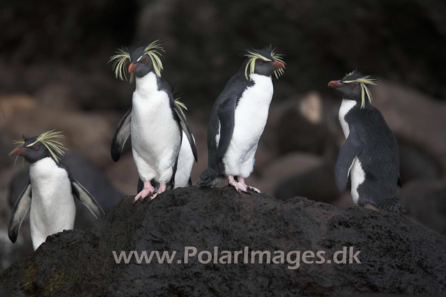 Northern Rockhopper - Gough_MG_1077