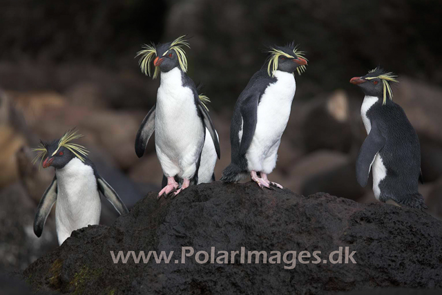 Northern Rockhopper - Gough_MG_1078