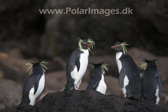 Northern Rockhopper - Gough_MG_1085