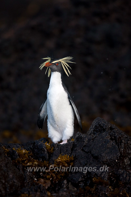 Northern Rockhopper Penguin, Gough Island-2520