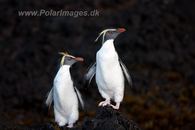 Northern Rockhopper Penguin, Gough Island-2527