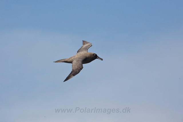 Sooty Albatross-2042