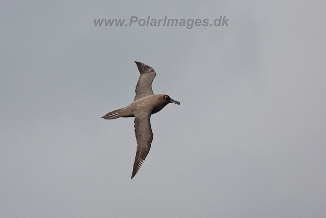 Sooty Albatross-2044