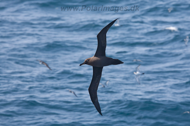 Sooty Albatross-2306