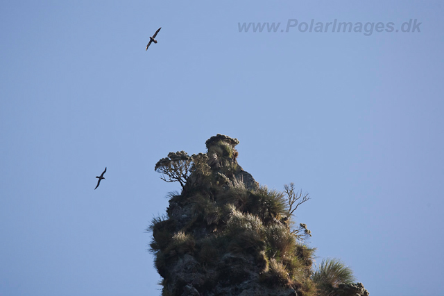 Sooty Albatross, Gough Island-2552