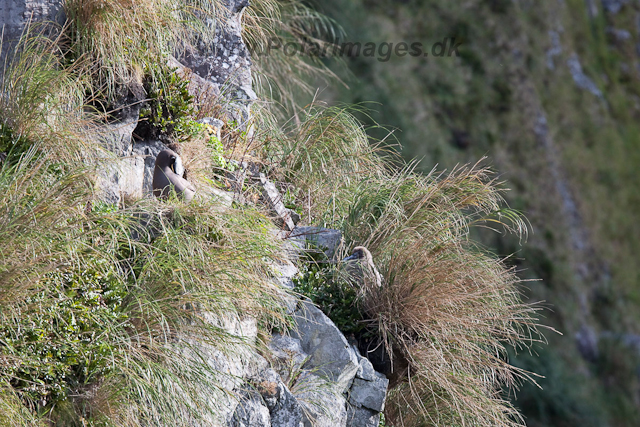 Sooty Albatross on nest, Gough Island-2579