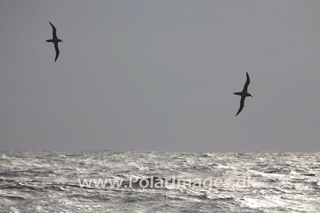 Sooty Albatross south of Gough_MG_0728