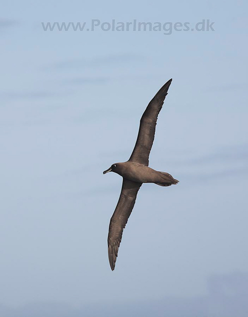 Sooty albatross off Gough Island_MG_3520