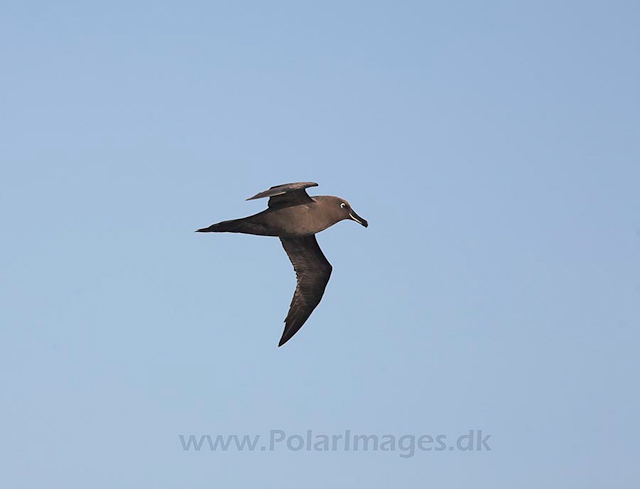 Sooty albatross off Gough Island_MG_3537