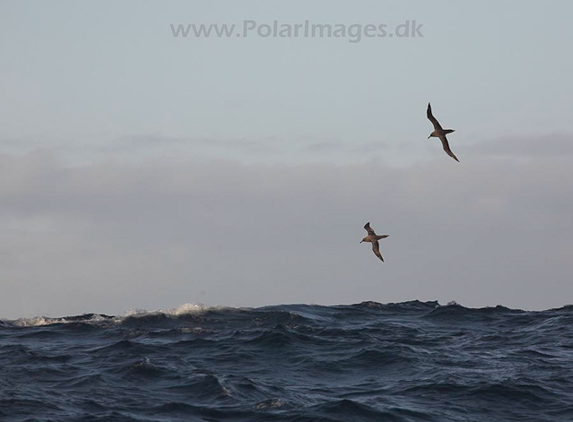 Sooty albatross off Gough Island_MG_3567