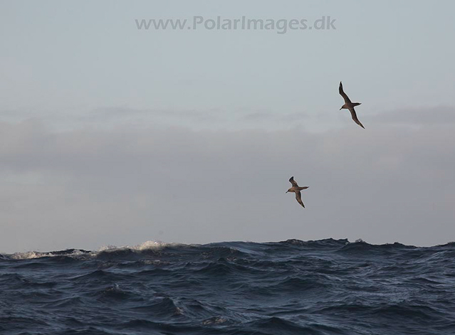 Sooty albatross off Gough Island_MG_3567