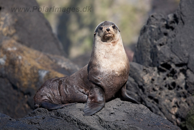Sub-Antarctic Fur Seal, Gough Island-2391