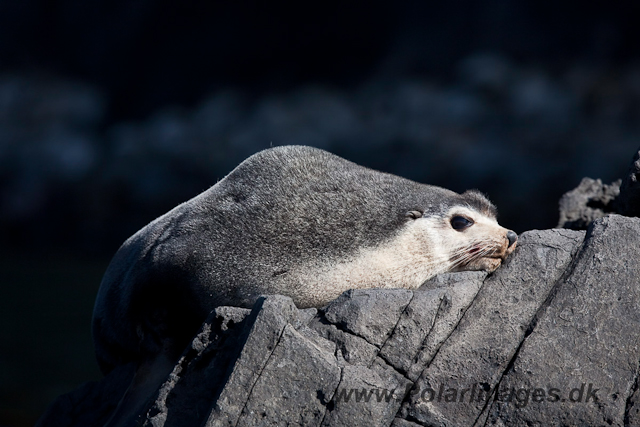 Sub-Antarctic Fur Seal, Gough Island-2407