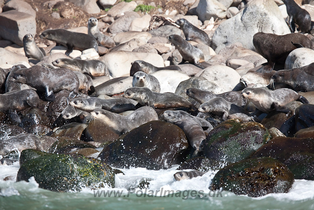 Sub-Antarctic Fur Seal, Gough Island-2430