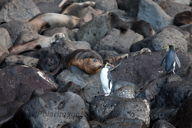 Sub-Antarctic Fur Seal, Gough Island-2452
