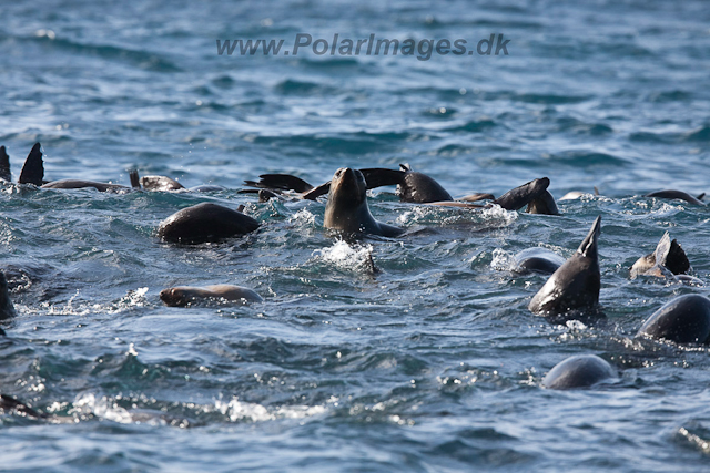 Sub-Antarctic Fur Seal, Gough Island-2467