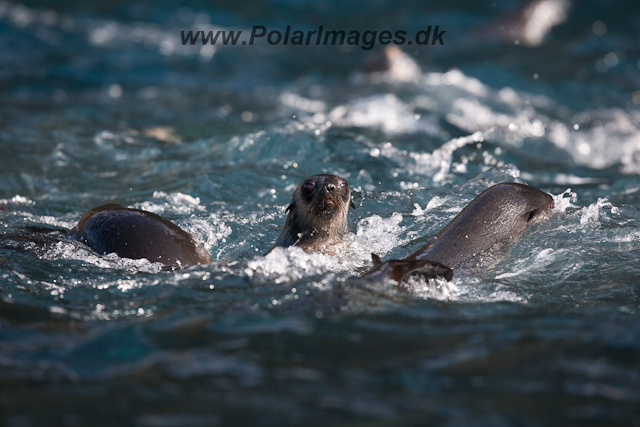 Sub-Antarctic Fur Seal, Gough Island-2477