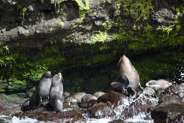 Sub-Antarctic Fur Seal, Gough Island-2501