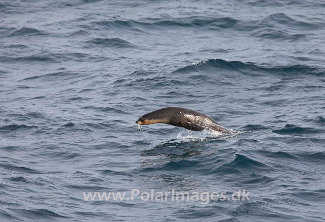 Sub-Antarctic Fur Seal - Gough_MG_0831