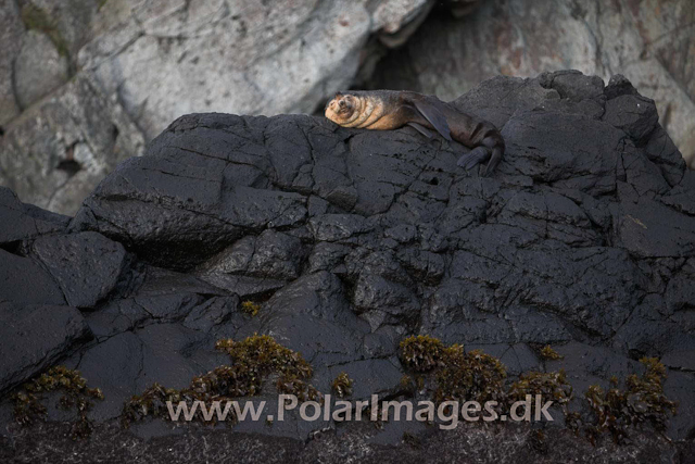 Sub-Antarctic Fur Seal Quest Bay - Gough_MG_0925