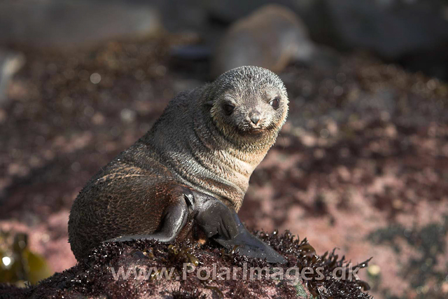 Sub-Antarctic fur Seal - Gough_MG_1039