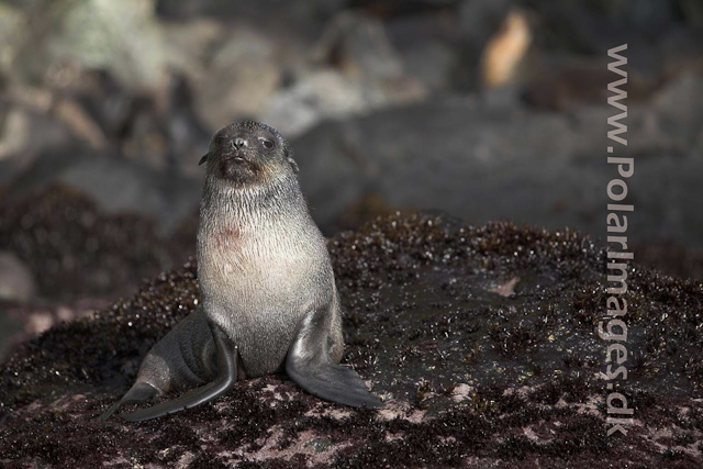 Sub-Antarctic fur Seal  - Gough_MG_1043