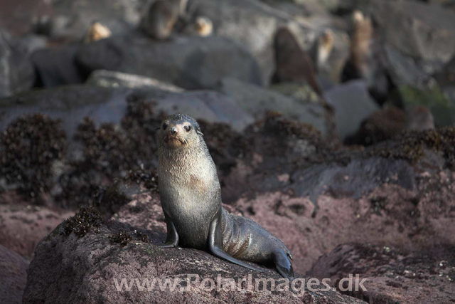 Sub-Antarctic fur Seal Quest Bay - Gough_MG_1017