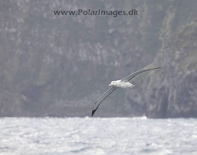 Tristan albatross_MG_3601