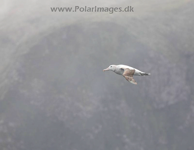 Tristan albatross_MG_3603