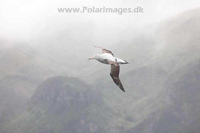 Tristan albatross_MG_3604