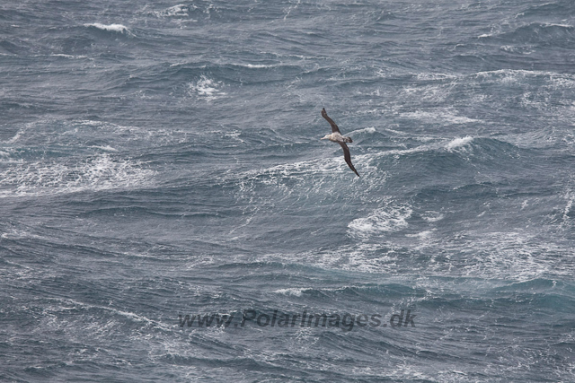 Wandering Albatross-2065