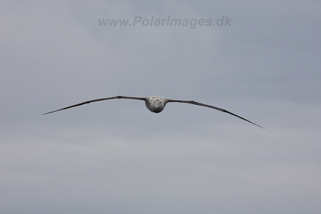Wandering Albatross-2222