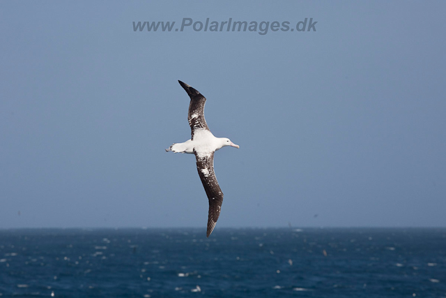 Wandering Albatross off Gough Island-2362