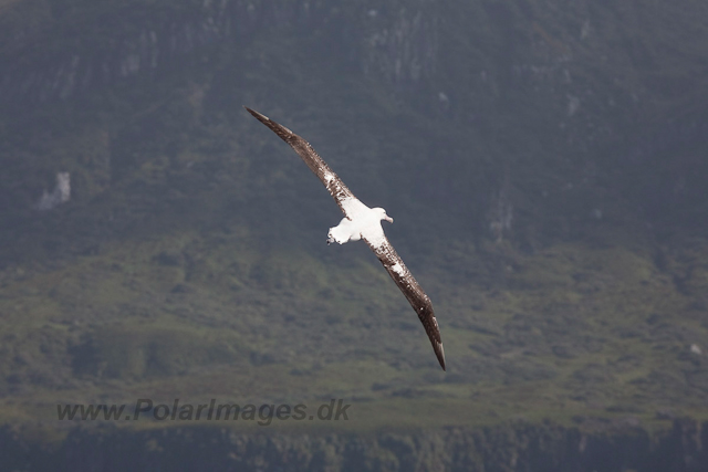 Wandering Albatross off Gough Island-2363