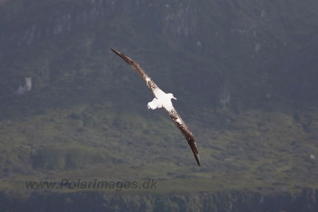 Wandering Albatross off Gough Island-2363