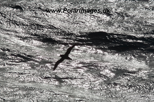 White-chinned Petrel-2284