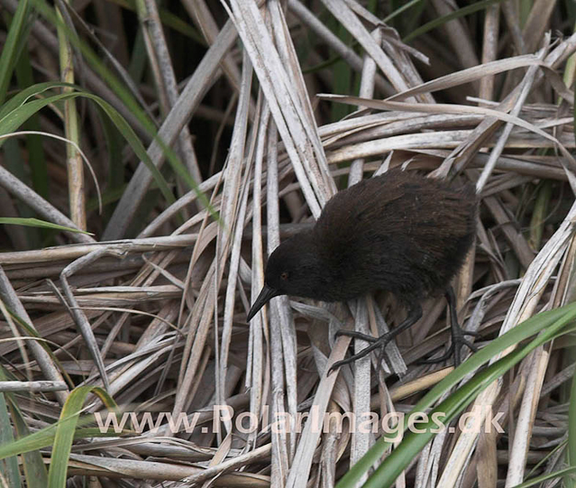 Inaccessible Island Flightless Rail_MG_1382