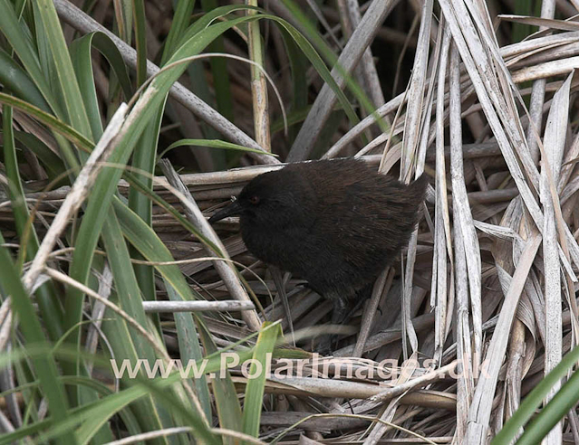 Inaccessible Island Flightless Rail_MG_1385