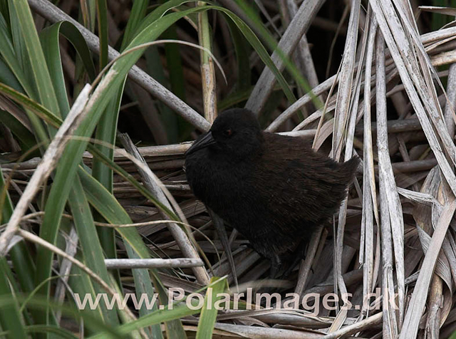 Inaccessible Island Flightless Rail_MG_1386