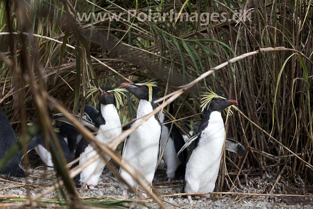 Northern Rockhopper - Nightingale Island_MG_1518