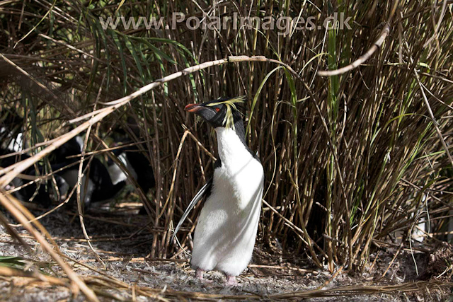 Northern Rockhopper - Nightingale Island_MG_1523